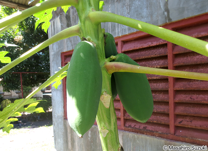 パパイアの果実