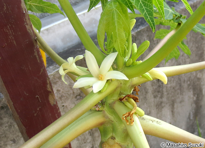 パパイア Carica papaya