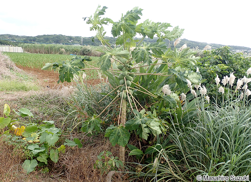 パパイア Carica papaya