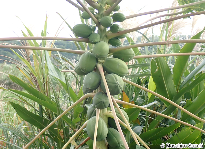 パパイア Carica papaya