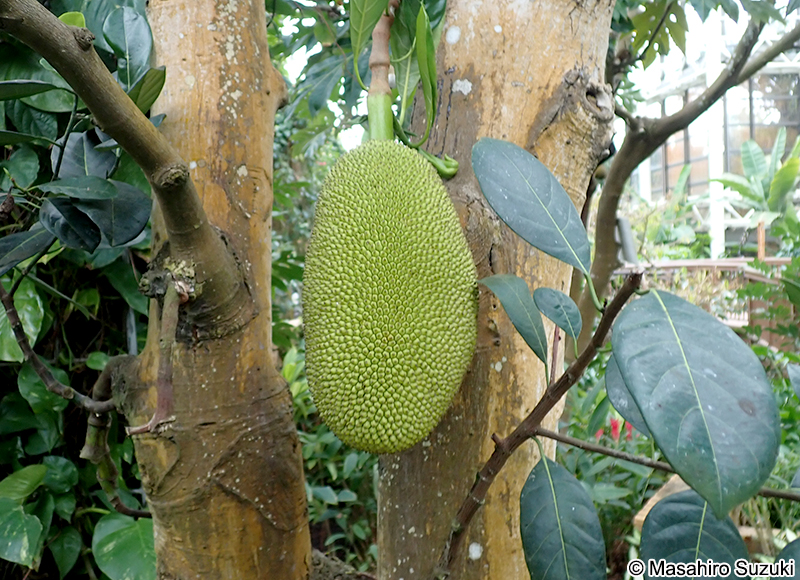 パラミツ Artocarpus heterophyllus