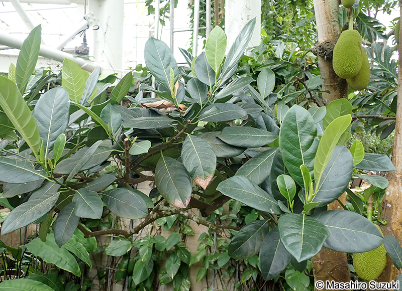 パラミツ Artocarpus heterophyllus