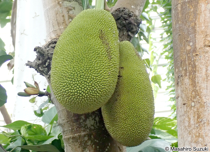 パラミツ Artocarpus heterophyllus