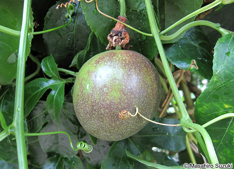 パッションフルーツの果実