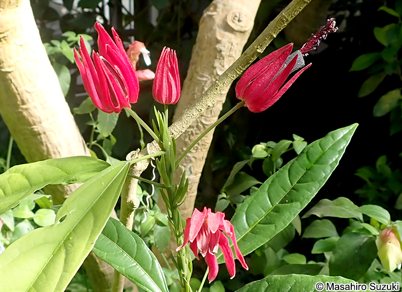 パボニア Pavonia sp.