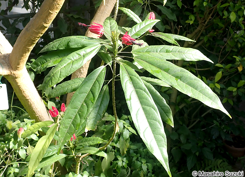 パボニア Pavonia sp.