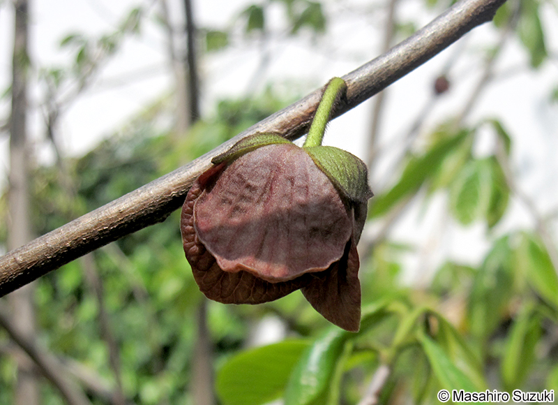 ポポー Asimina triloba