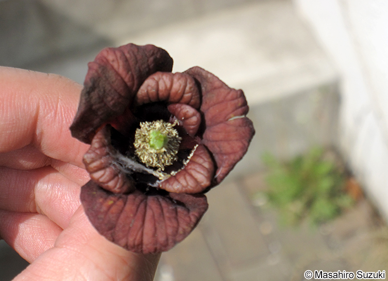 ポポー Asimina triloba