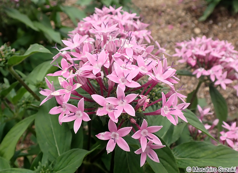 クササンタンカ（ペンタス） Pentas lanceolata subsp. cymosa