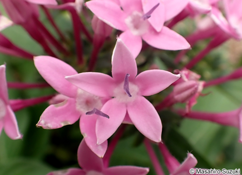 クササンタンカ（ペンタス） Pentas lanceolata subsp. cymosa