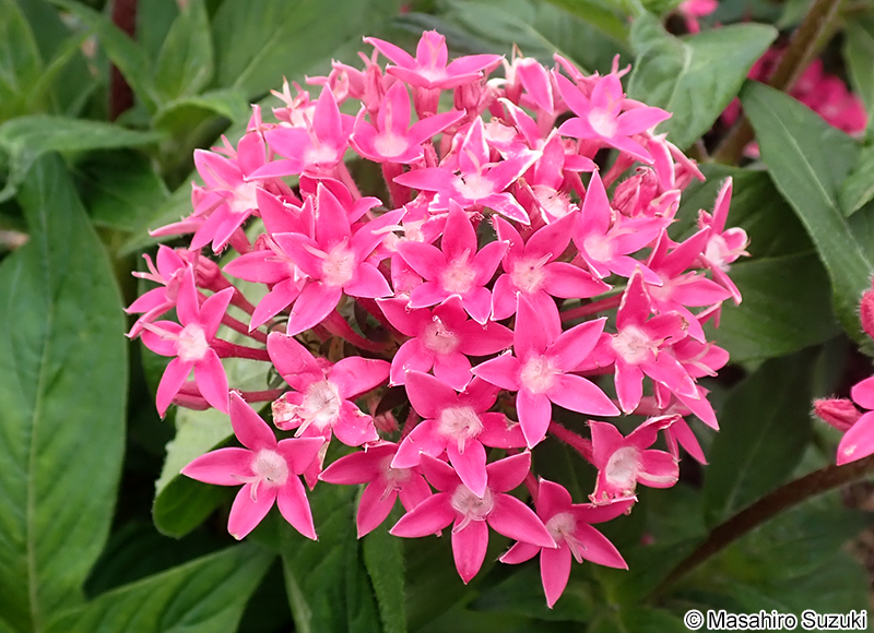 クササンタンカ（ペンタス） Pentas lanceolata subsp. cymosa