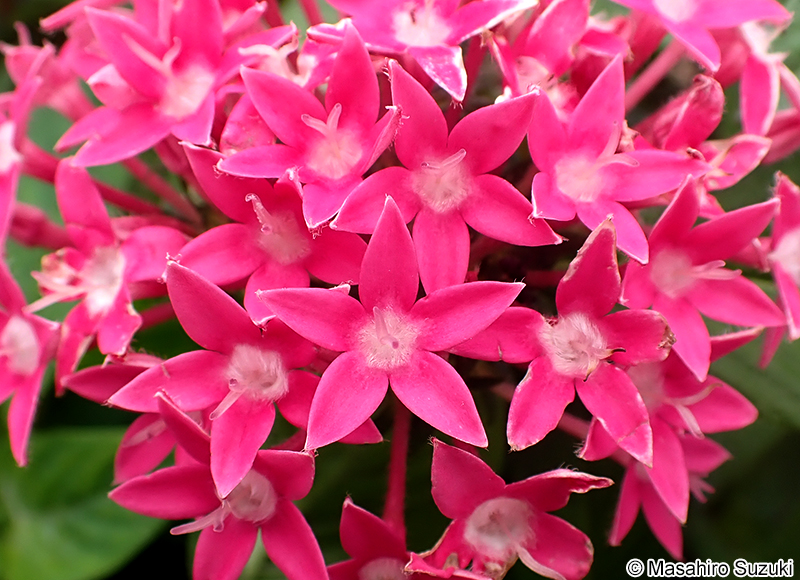 クササンタンカ（ペンタス） Pentas lanceolata subsp. cymosa