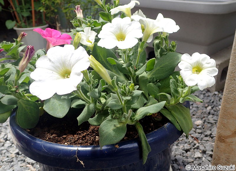 ツクバネアサガオ（ペチュニア） Petunia x hybrida