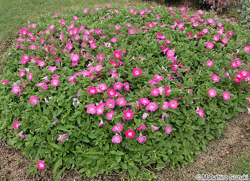 ツクバネアサガオ（ペチュニア） Petunia x hybrida