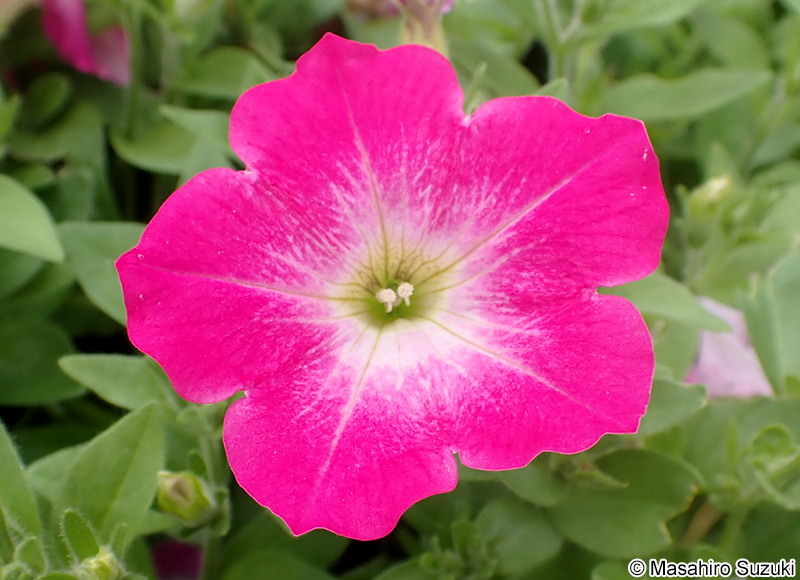 ツクバネアサガオ（ペチュニア） Petunia x hybrida