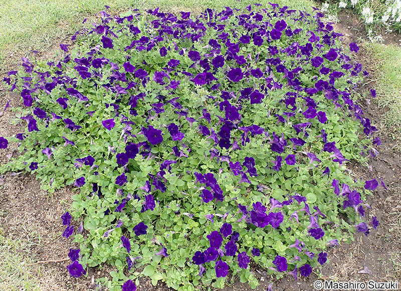 ツクバネアサガオ（ペチュニア） Petunia x hybrida