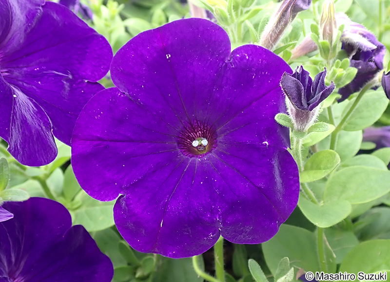 ツクバネアサガオ（ペチュニア） Petunia x hybrida