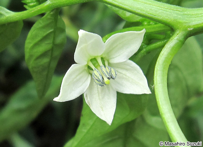 ピーマンの花