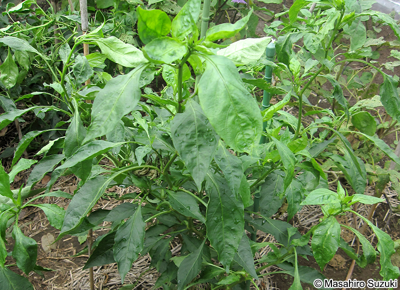 ピーマン Capsicum annuum 'Grossum'