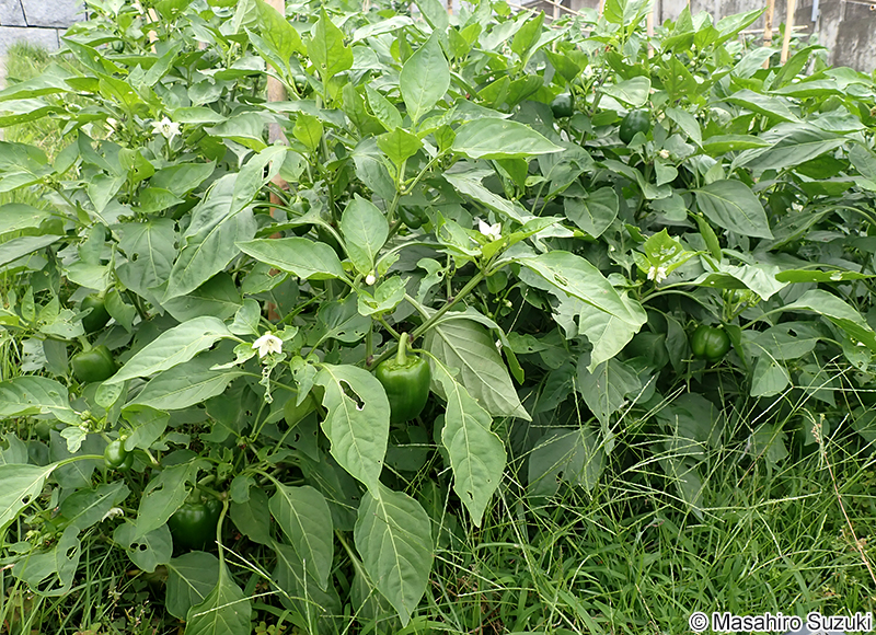 ピーマン Capsicum annuum 'Grossum'
