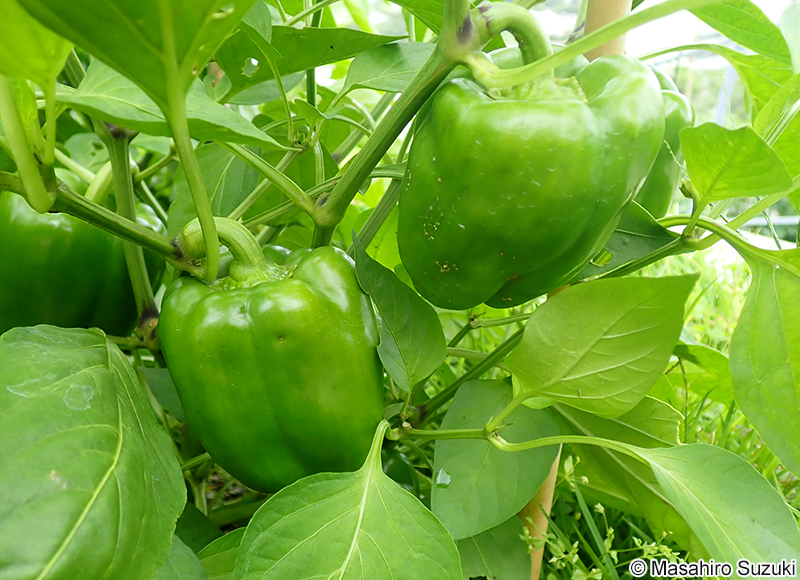ピーマン Capsicum annuum 'Grossum'