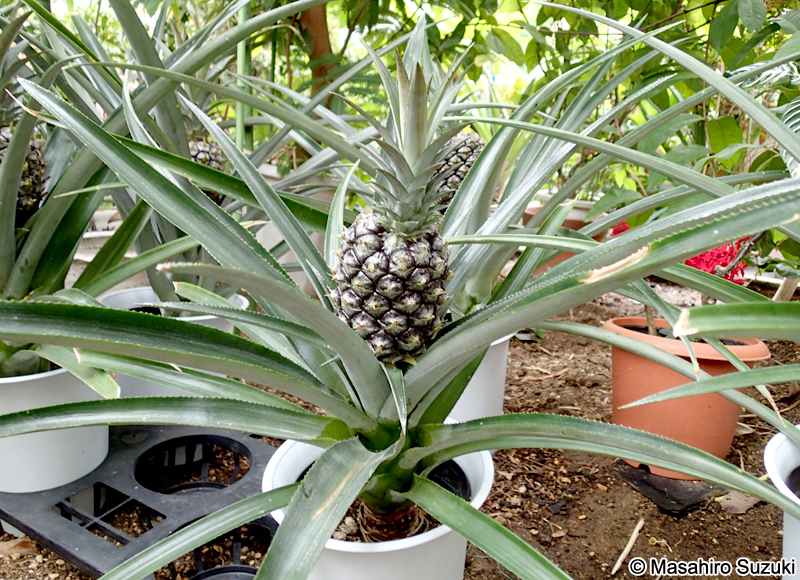 パイナップル Ananas comosus