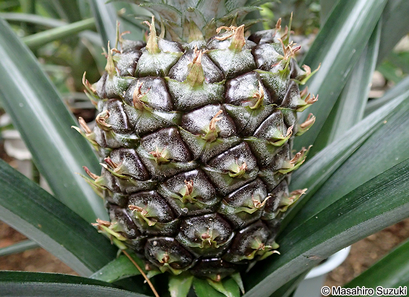 パイナップル Ananas comosus