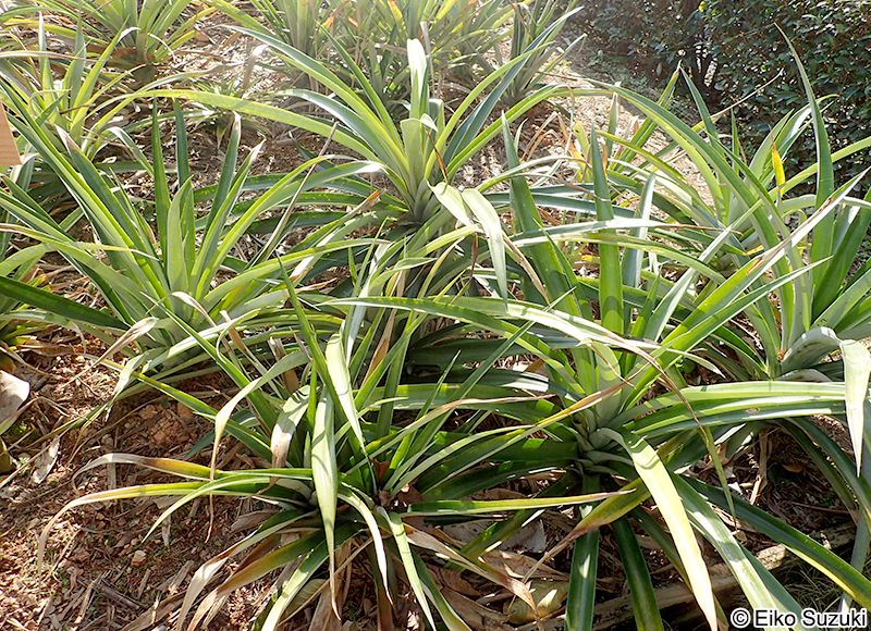 パイナップル Ananas comosus
