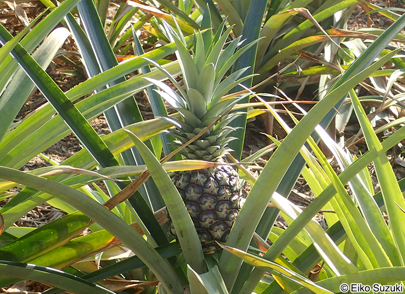 パイナップル Ananas comosus