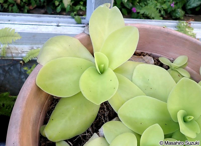 Pinguicula gigantea