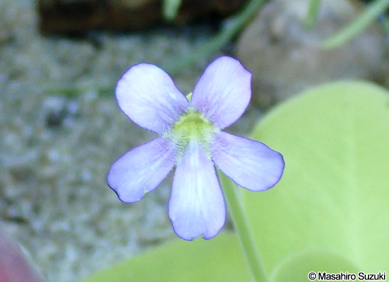 Pinguicula gigantea