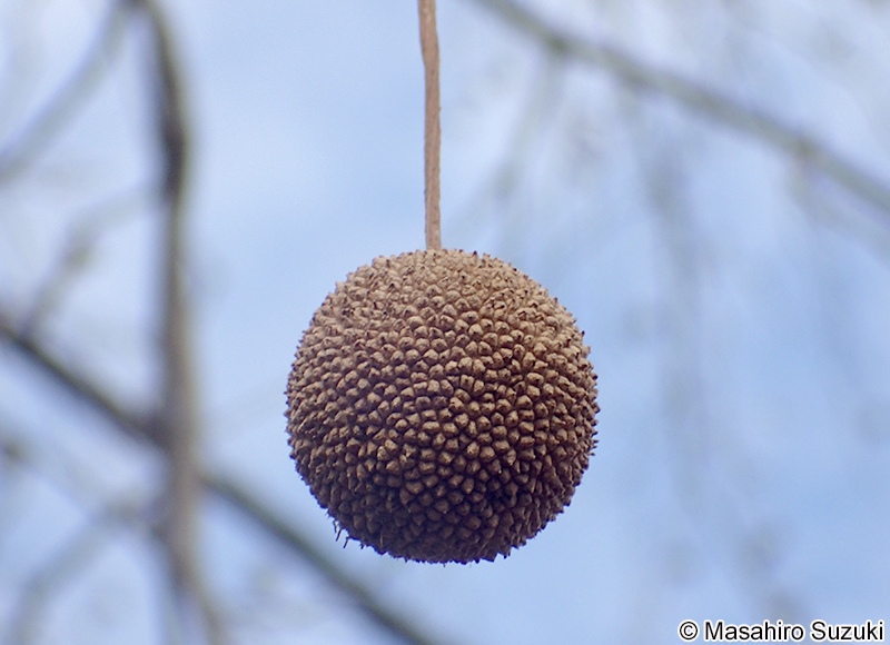 アメリカスズカケノキ Platanus occidentalis
