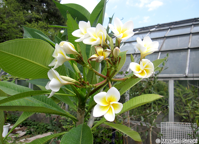 インドソケイ Plumeria rubra