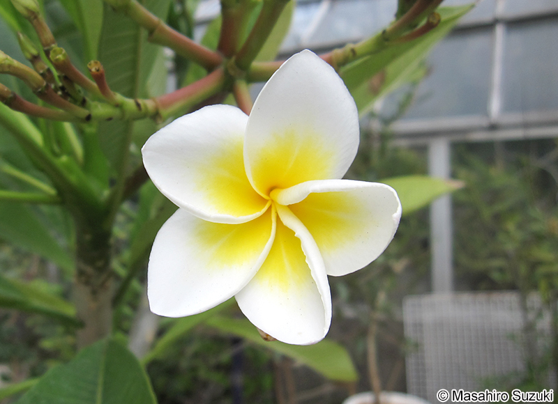 インドソケイ Plumeria rubra