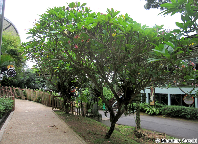インドソケイ Plumeria rubra