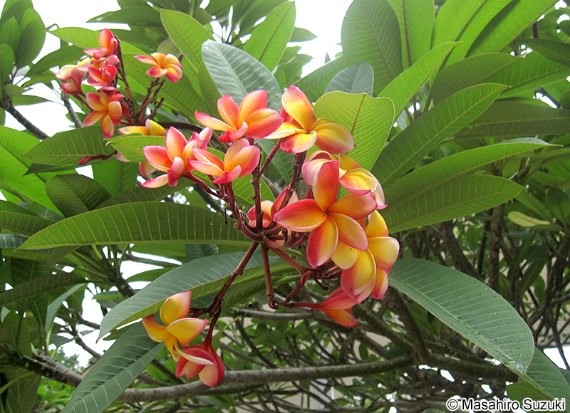 インドソケイ Plumeria rubra