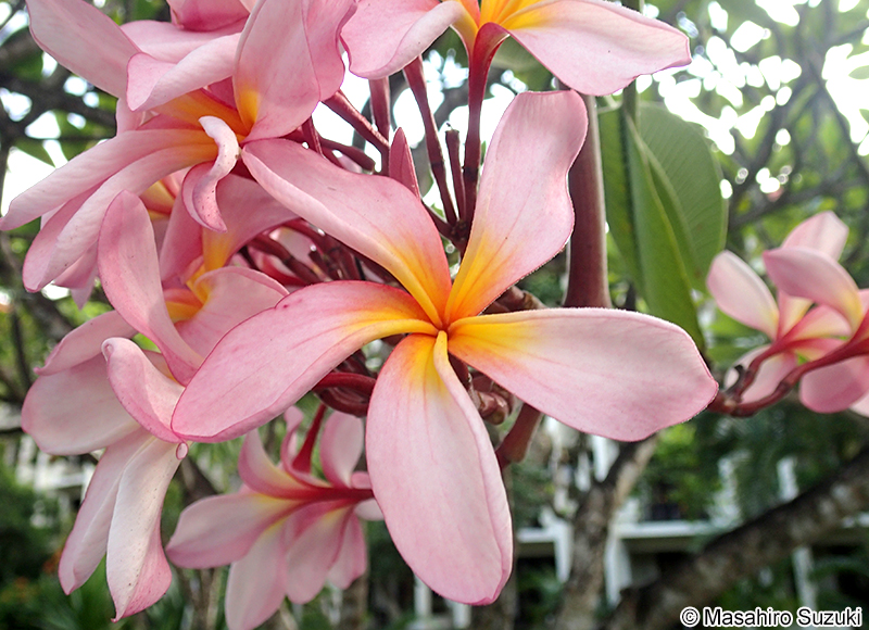 インドソケイ Plumeria rubra