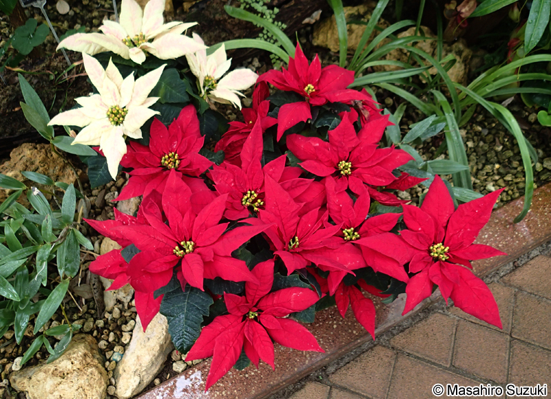 ポインセチア Euphorbia pulcherrima