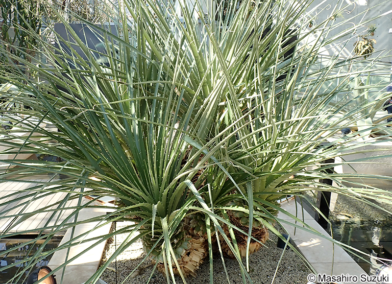 Puya chilensis