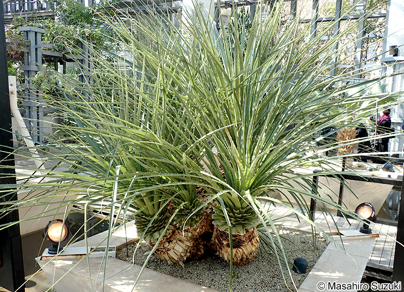 Puya chilensis