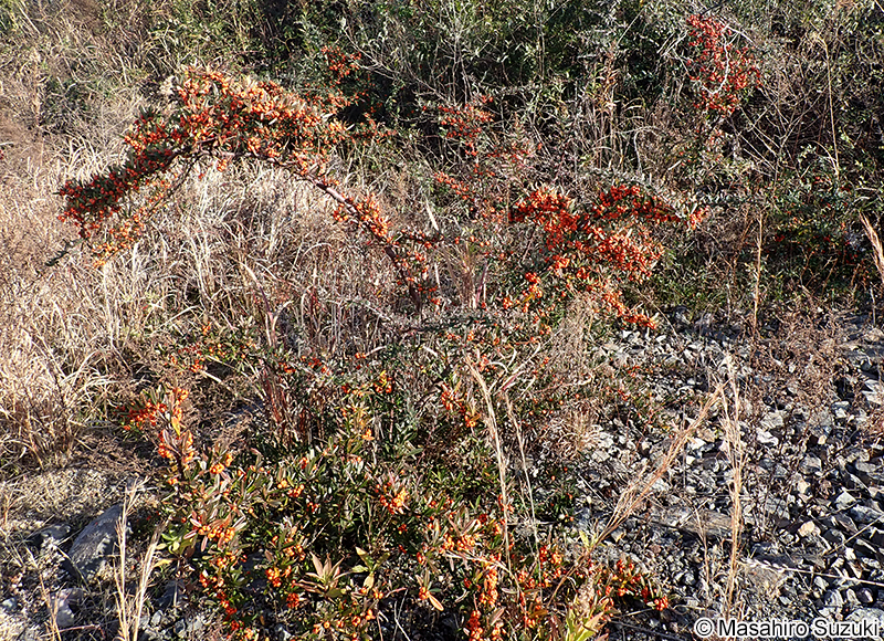タチバナモドキ Pyracantha angustifolia