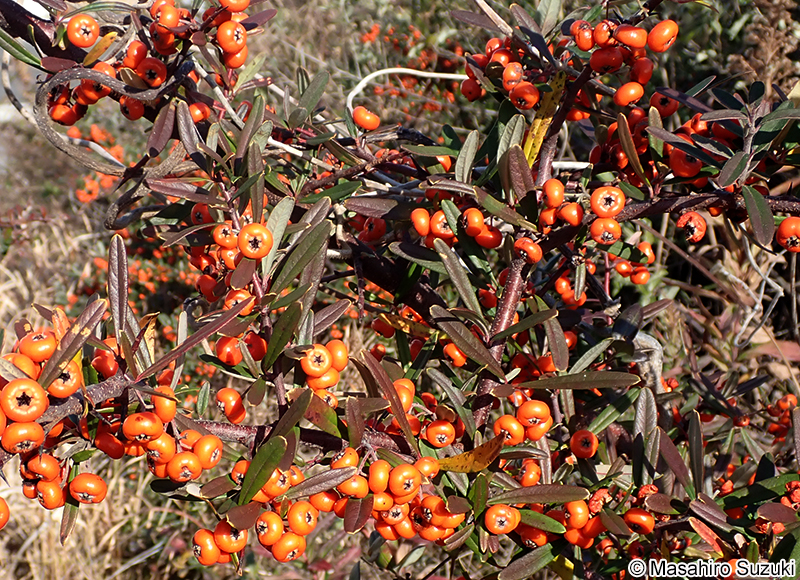 タチバナモドキ Pyracantha angustifolia