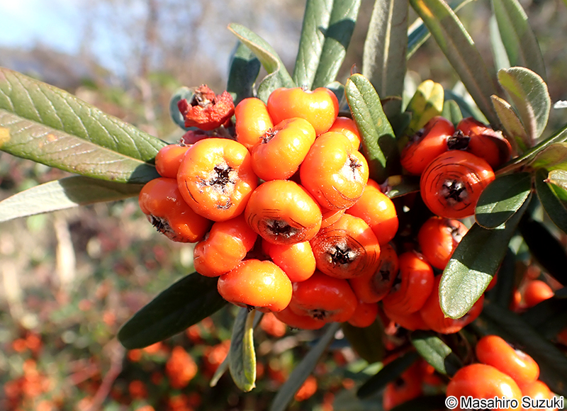 タチバナモドキ Pyracantha angustifolia