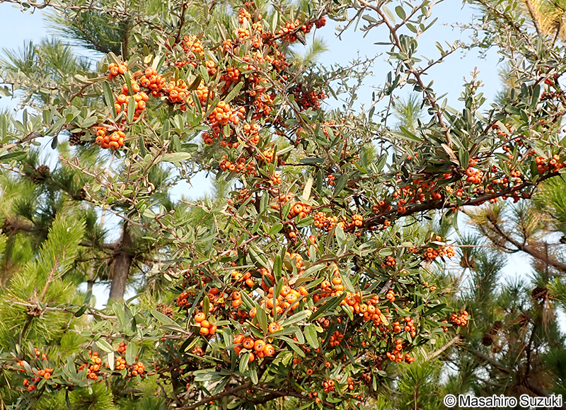 タチバナモドキ Pyracantha angustifolia