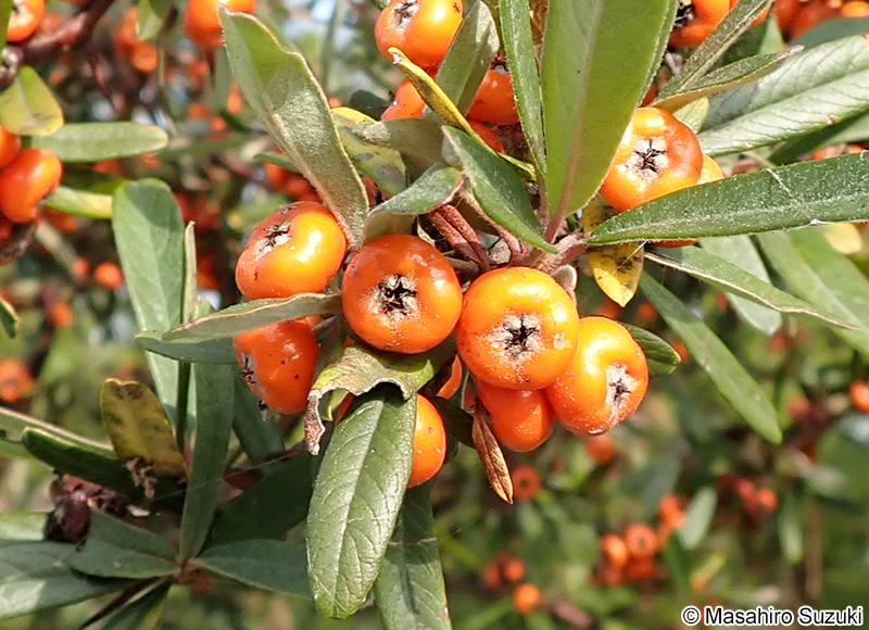 タチバナモドキ Pyracantha angustifolia