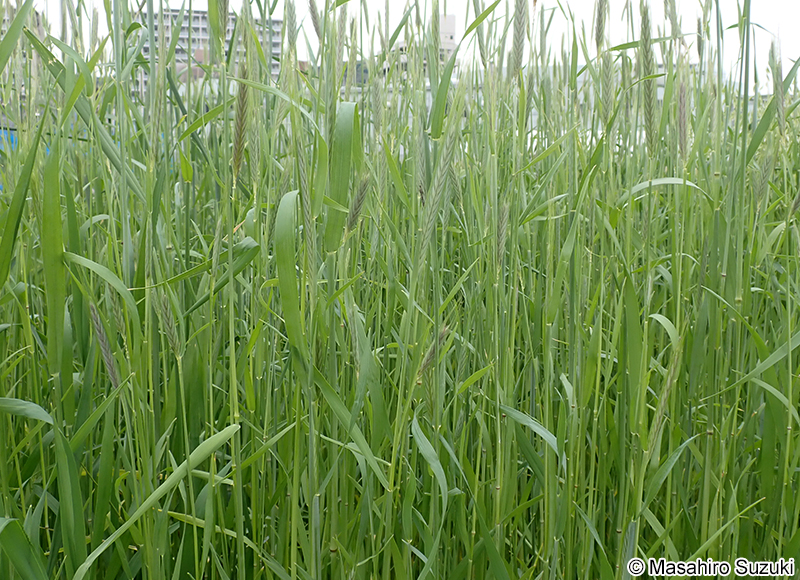 ライムギ Secale cereale