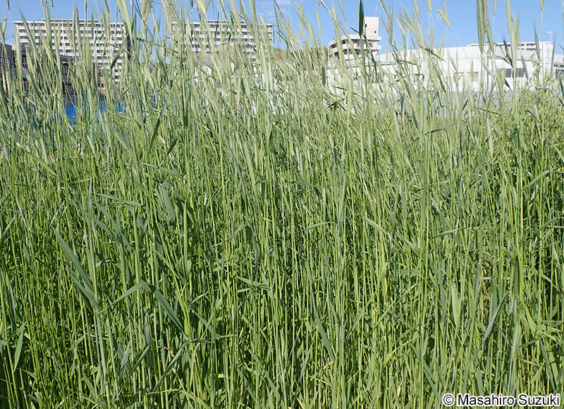 ライムギ Secale cereale