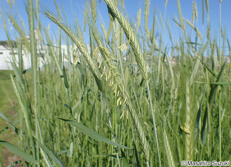 ライムギ Secale cereale