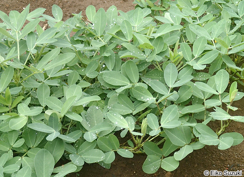 ラッカセイ Arachis hypogaea