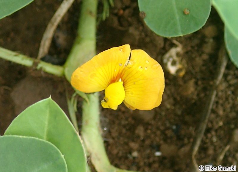 ラッカセイの花